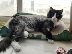 -喜多萌中农锦绣动物医院24H·猫科·牙科MRI·CT
