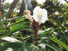 -广西壮族自治区药用植物园