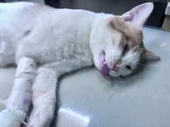 -美联众合动物医院·24h京西诊疗中心