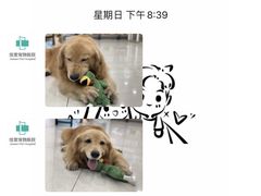 -佳雯宠物医院(四明中路分院)