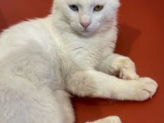-平行世界·猫咖(首经贸店)