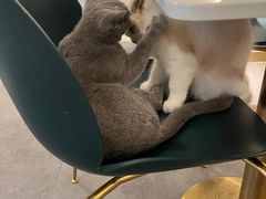 -飞行喵MR PILOT|猫舍·猫咖(静安大融城店)