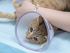 -嘉馨宠物医院·CT影像转诊·心脏科·犬猫全科诊疗中心(下沙大学城院区)