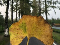 -黄海国家森林公园