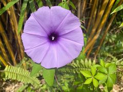 -华侨城湿地公园