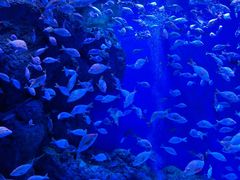 -成都浩海立方海洋公园