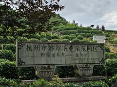 -龙井村