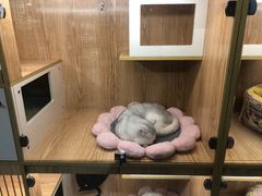 -小呆的宠物店·宠物售卖·宠物寄养(城西店)