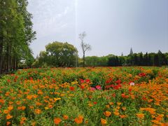 -上海滨江森林公园