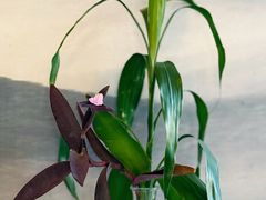 -华竹食府(南海路店)