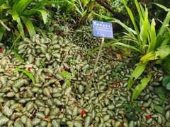 -中国科学院西双版纳热带植物园