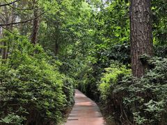 -铁山坪森林公园