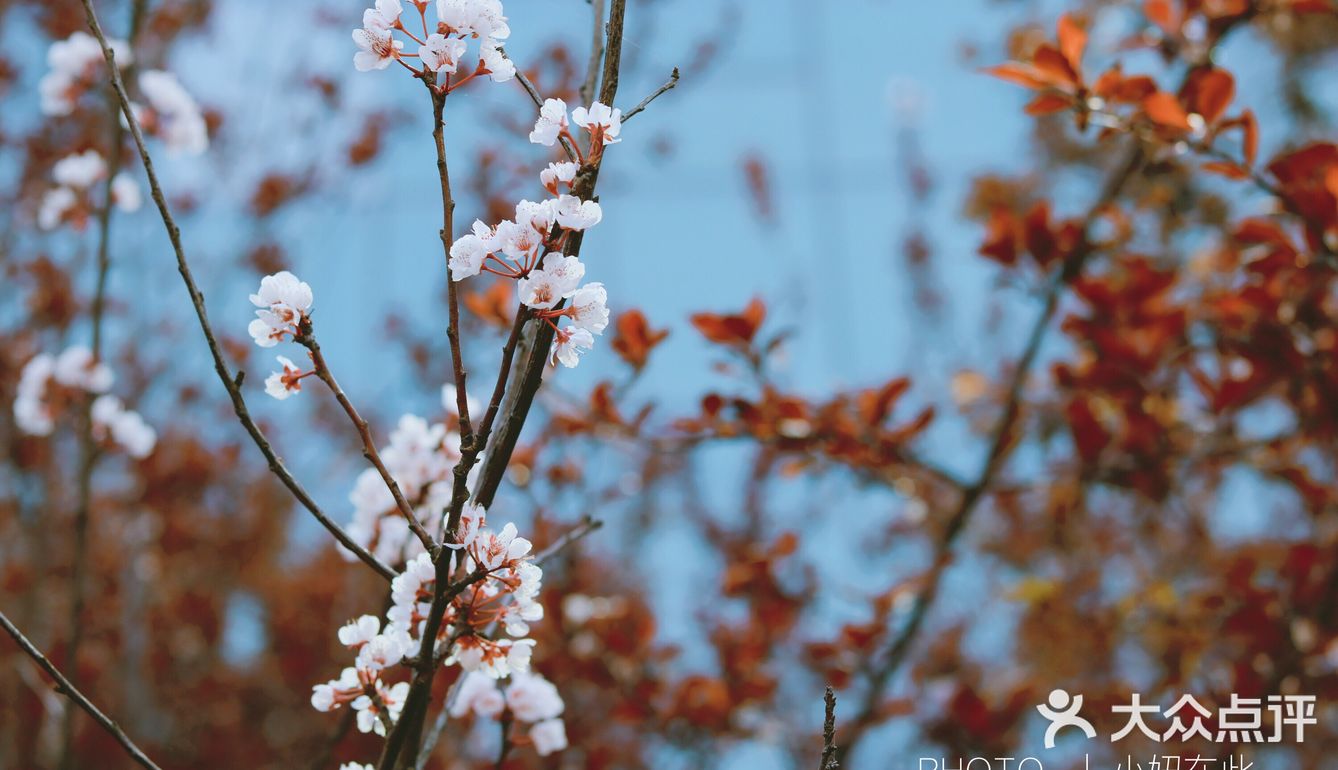 小妞在此 | 今春