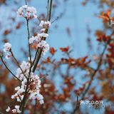 小妞在此 | 今春