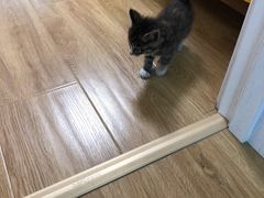 -北京观赏动物医院·24小时大型综合·猫专科·异宠专科