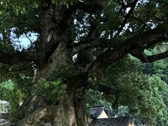 -杨家堂村