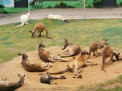 -西霞口神雕山野生动物世界