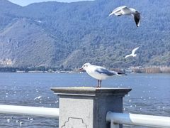 -海埂大坝