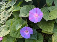 -粉粉乐鲷鱼烧(美罗城店)