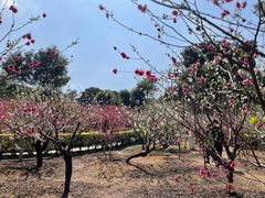-广州莲花山旅游区