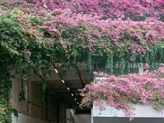 -深圳仙湖植物园
