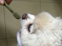 -1013 PET SHOP 宠物商店(近铁城市广场店)