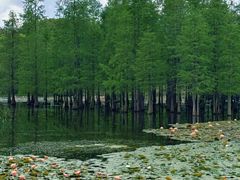 -白鹭湾湿地公园