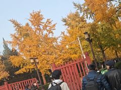 -三里屯东五街银杏大道