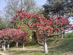 -元大都城垣遗址公园