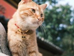 -鸡鸣赐茶(鸡鸣寺路店)