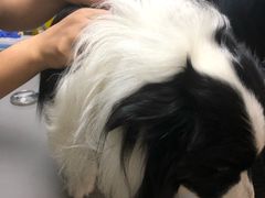 -爱侣宠医·鹦鹉专科·小型哺乳类·异宠专科(灵石路店)