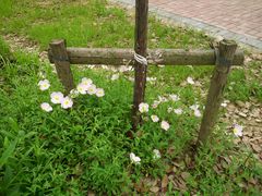 -艾溪湖湿地公园