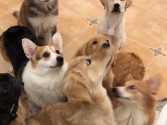 -Let's go狗咖·猫咖·奶狗·桌游(春熙路IFS店)