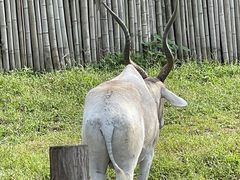 -上海野生动物园