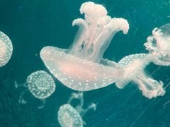 -海合安青岛极地海洋公园