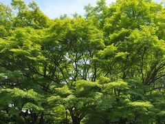 -西芳寺(苔寺)