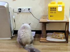 -滚猫咖啡·猫咖·猫友好撸猫(未来城店)