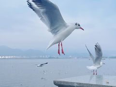 -海埂大坝