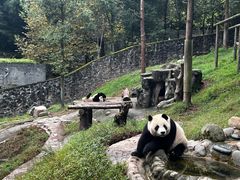 -都江堰中华大熊猫苑