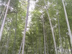 -上海佘山国家森林公园天马山园