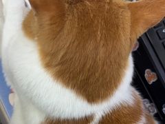 -瑞鹏宠物医院·宠保定点·心脏科·内科(御桥分院)