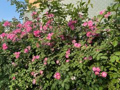 -四里河滨水生态公园