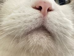 -lincat·猫舍(广州店)