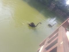 -芭东小镇温泉
