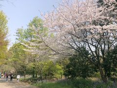 -上海滨江森林公园