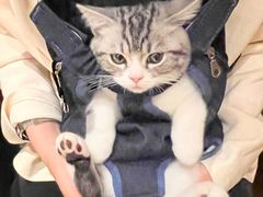 -lincat·猫舍(广州店)