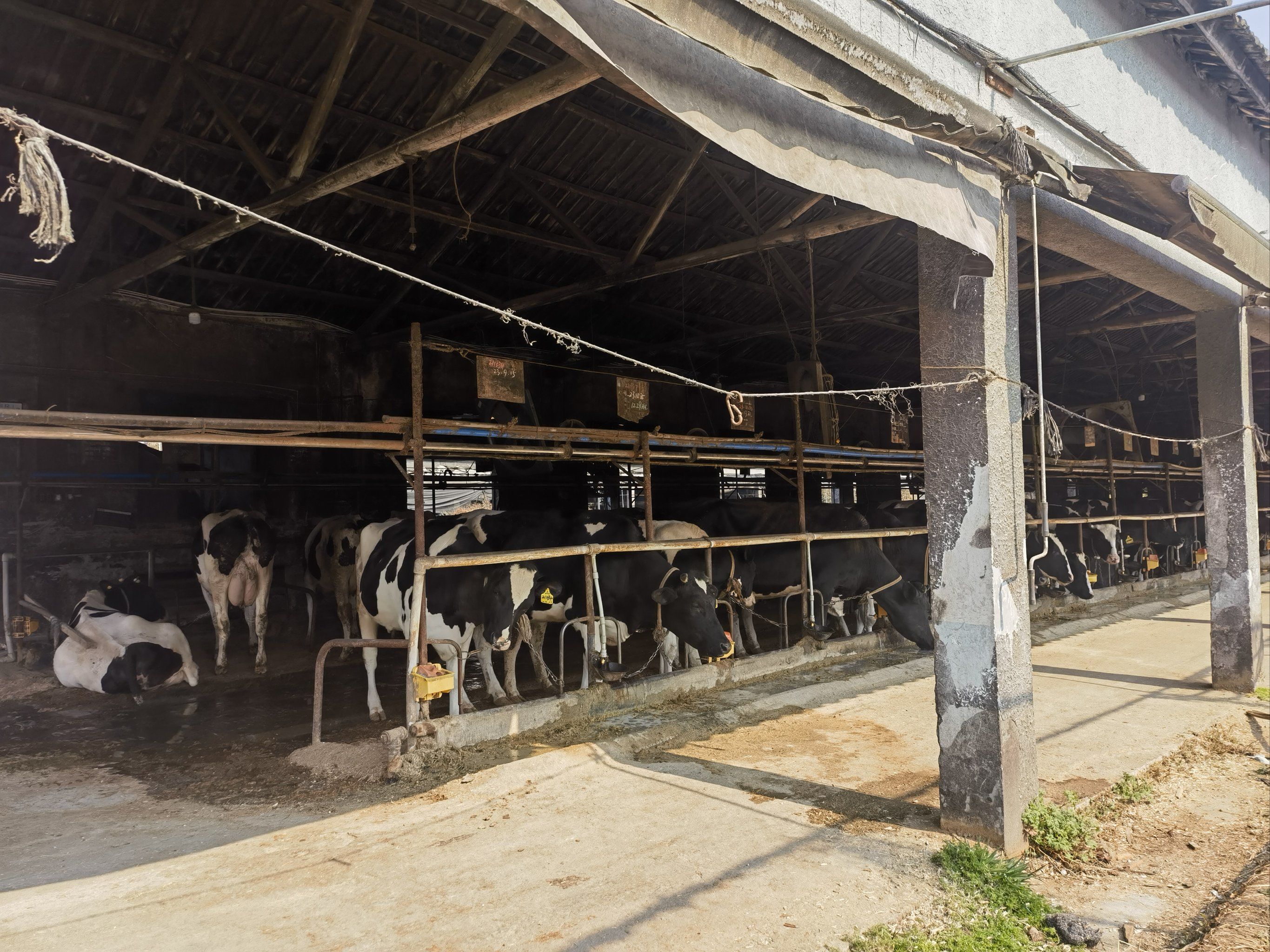 方针奶牛场,现在因为防疫需要暂时不接待参观了