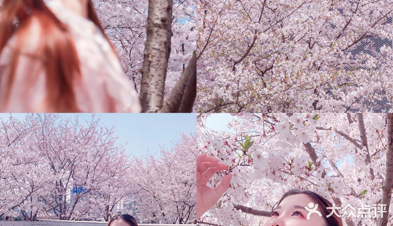 魔都樱花季🌸秒速五厘米的浪漫！