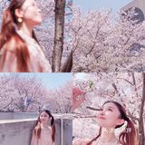 魔都樱花季🌸秒速五厘米的浪漫！