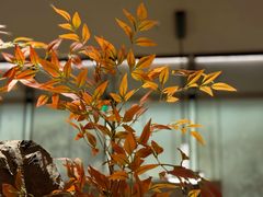 -绿茶餐厅(青岛城阳万象汇店)